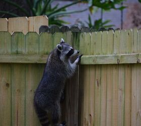 Why Your Yard Is Attracting Raccoons (And How To Keep Them Out)