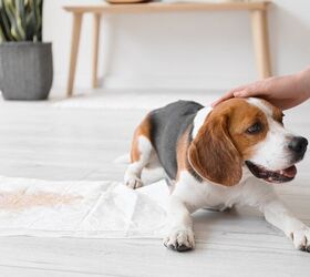 How To Train Dogs With Potty Pads