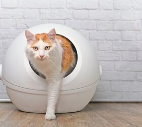 Do Self-Cleaning Litter Boxes Work?