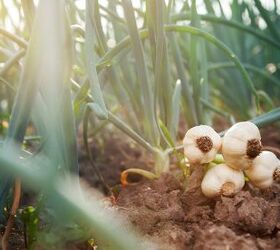 Best Vegetables To Plant Before The First Winter Frost