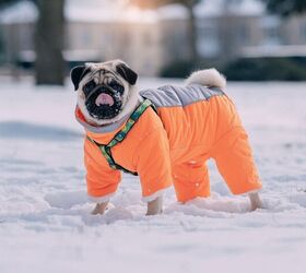 Ways To Keep Your Dog Safe And Warm Outside This Winter