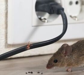 Nine Ways You Can Tell You Have Rodents In The House