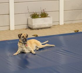 How Can I Keep My Dog Off The Pool Cover?