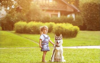 How To Keep Your Pets Safe If You Live Near A Busy Road