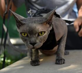 Pets For The Home That Won’t Cause Allergies