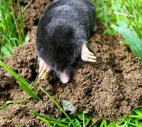 What Attracts Moles To Your Yard?