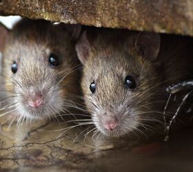 Do I Have Mice Or Rats In My House?