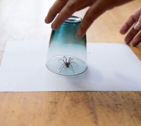 What To Do If You Find Baby Spiders In Your House