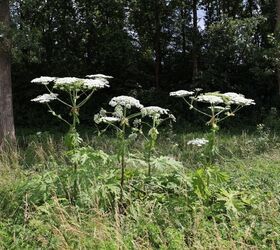 Is It Illegal To Plant An Invasive Plant?