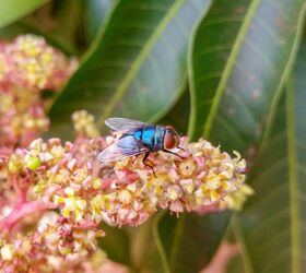 How To Get Rid Of Botflies In Your Yard