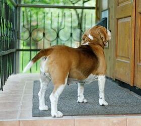 How To Keep Stray Dogs Out Of Your Yard