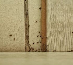 Why Do I Have Ants In The Winter? (And How To Get Rid Of Them)