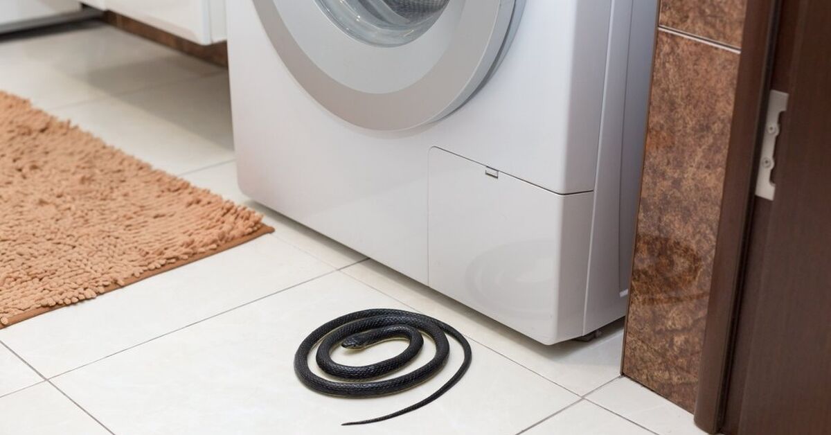 What To Do If There’s A Snake In The House | Upgradedhome.com