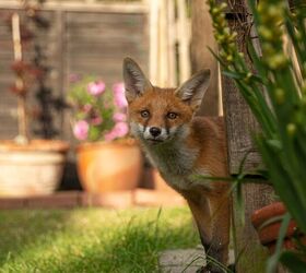 How Do I Keep Foxes Out Of My Yard?