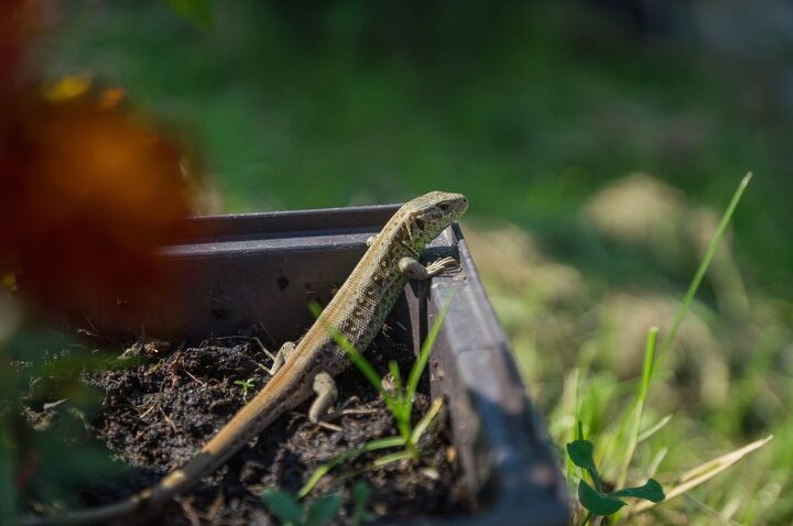 Lizard I Why Am I Seeing So Many Lizards In My Yard? | Upgradedhome.com