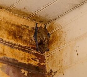 What To Do If You Find A Bat In Your House