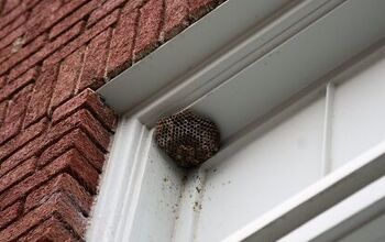 Who Do You Call To Get Rid Of A Hornet’s Nest?