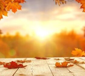 12 Different Types Of Maple Trees You Can Plant