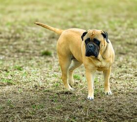What To Do If Your Neighbor Doesn’t Put A Leash On Their Dog
