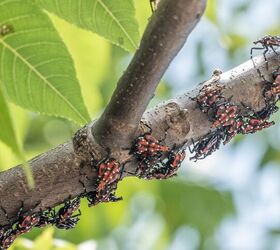 What Are Spotted Lanternflies, And How To Get Rid Of Them