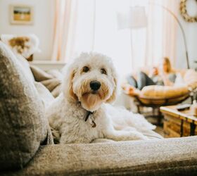 How To Prepare Your Home For Your Pet Sitter Before Vacation