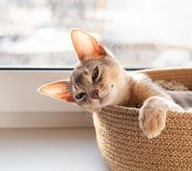 Nine Tips For Leaving Your Cats Alone While You Are Away On Vacation