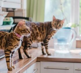 How To Keep Your Cats Off The Kitchen Counter