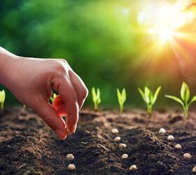 13 Reasons Your Vegetable Garden Seeds Aren’t Sprouting