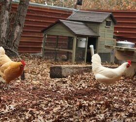 Things To Consider Before Installing A Chicken Coop