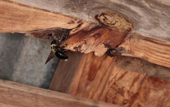 Why Do I Have Carpenter Bees? (And How To Get Rid Of Them)