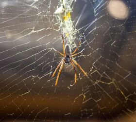 14 Ways To Keep Spiders Out Of Your Home