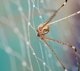 How To Know If You Have A Brown Recluse Infestation