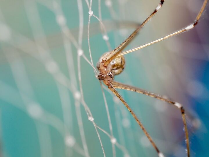 How To Know If You Have A Brown Recluse Infestation