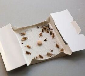 Where Should I Place Glue Traps?