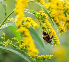 Seven Pollinators You Want In Your Yard