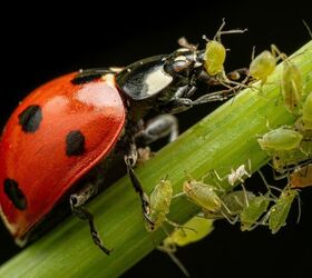 How To Attract Ladybugs To Your Garden