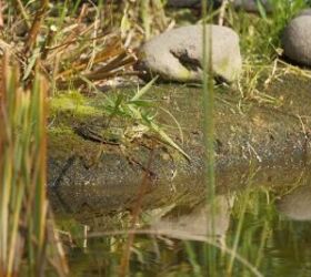 How To Attract Toads And Frogs To Your Garden
