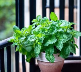 The Best Types Of Mint You Can Grow In An Herb Garden