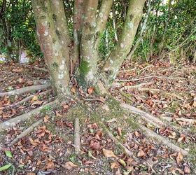 How To Cover Above-Ground Tree Roots