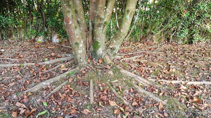 Tree Roots Covering Column How To Cover Above-Ground Tree Roots | Upgradedhome.com