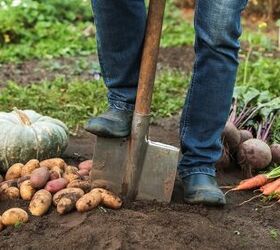 Top Fruits And Vegetables To Grow To Save You Money On Groceries
