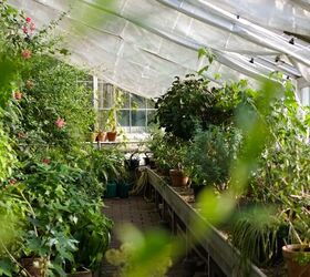 Five Common Greenhouse Pests And How To Get Rid Of Them