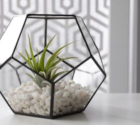 Are Air Plants Good Houseplants? (And How To Keep Them Alive)