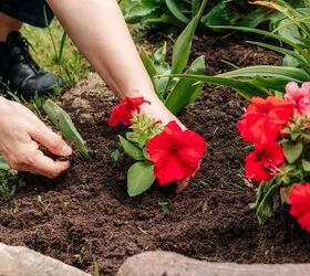 Is July Too Late To Plant Flowers?