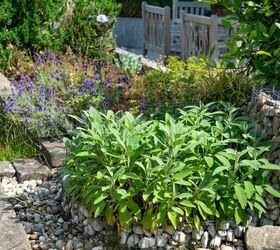 Herbs And Vegetables That Return To Your Garden Every Year