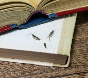 How To Get Rid Of Silverfish In The House
