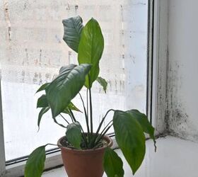 Do Houseplants Cause Mold?