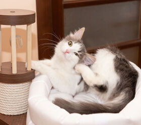 Can You Stay In A House With Fleas?
