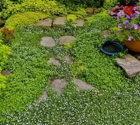 The Best Resilient Ground Cover Plants For Your Yard