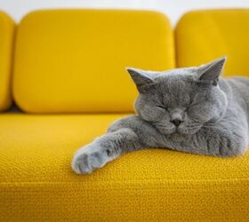 Eight Ways To Keep Your Pets Off Furniture